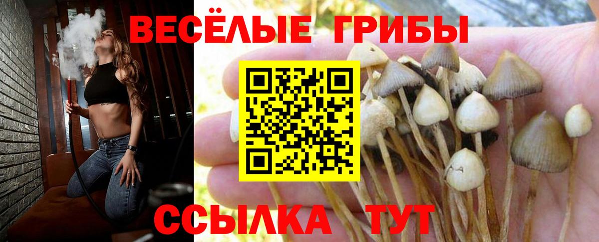 Псилоцибиновые грибы мицелий  Вход с VPN  Кудрово 